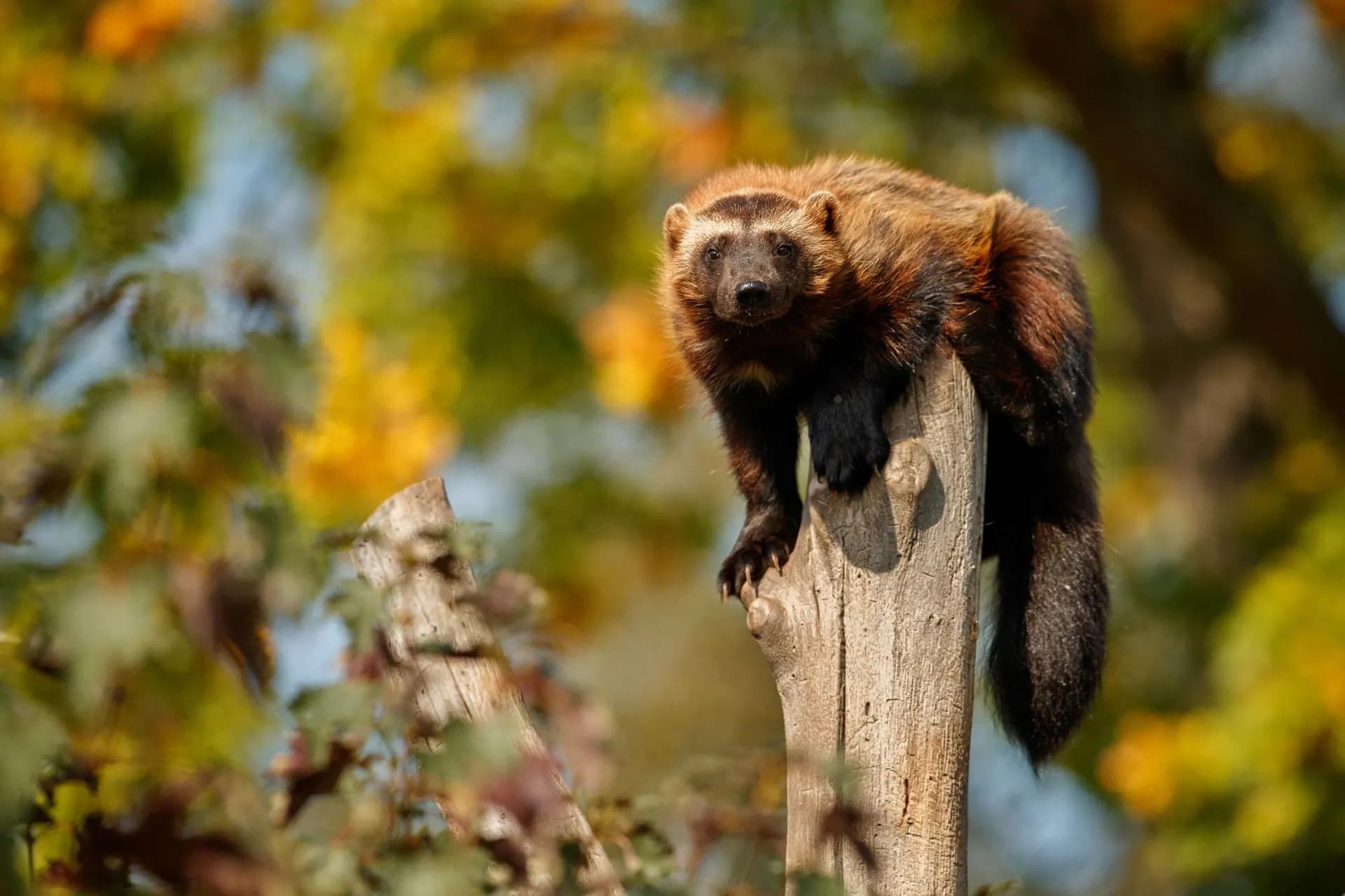Wolverines in Ontario – The Elusive Ghost of the North
