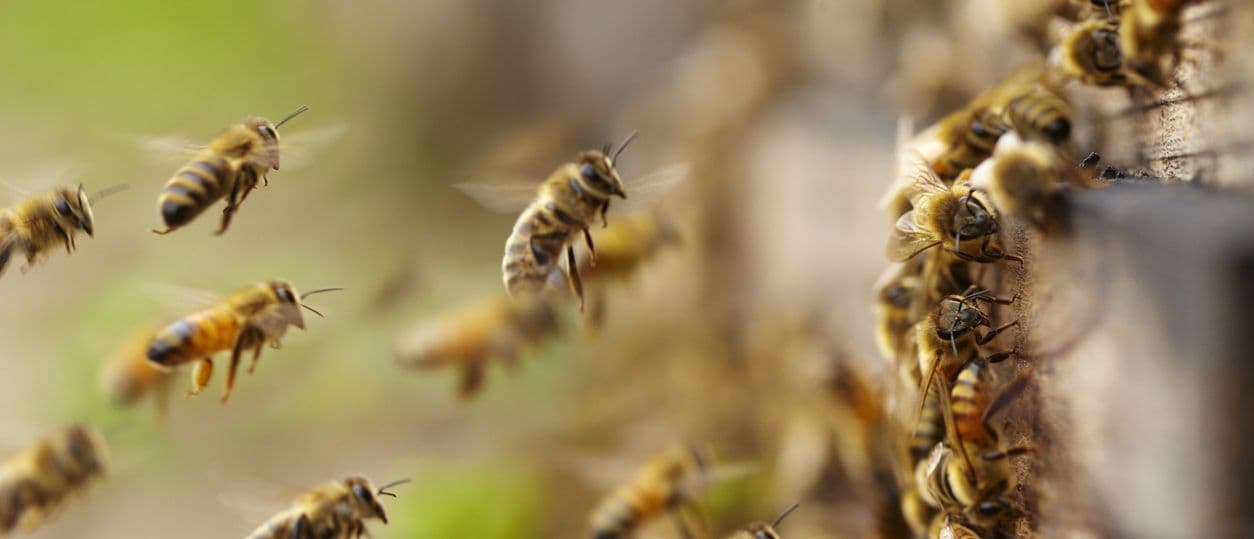Pinchin Protects The Honey Bee