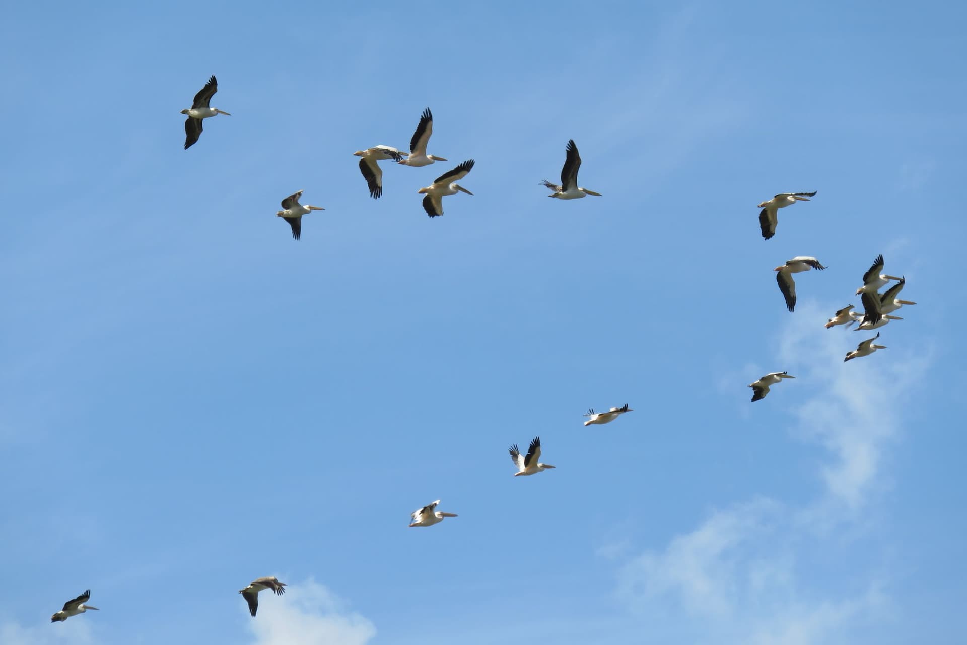 The Beginning of Modern Birding - The Christmas Bird Count