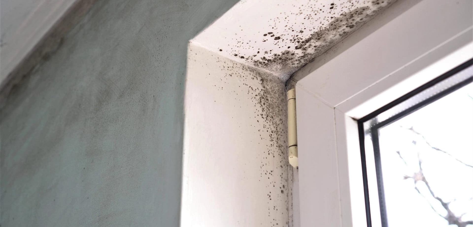 Mould, Moisture, and the Building Envelope