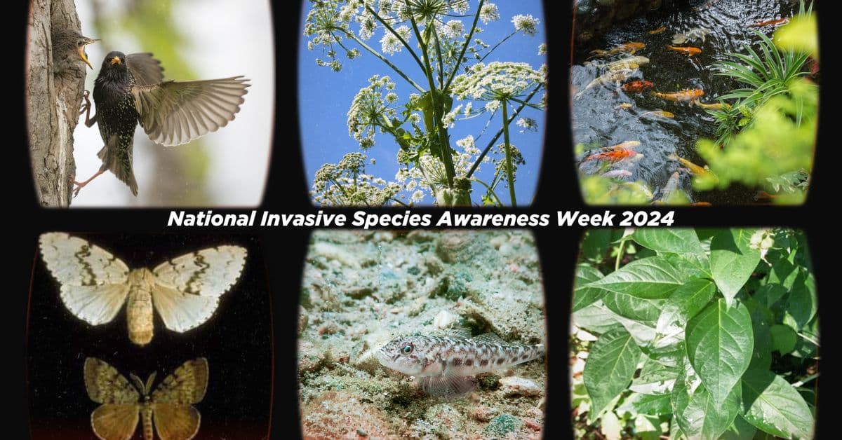 National Invasive Species Awareness Week 2024