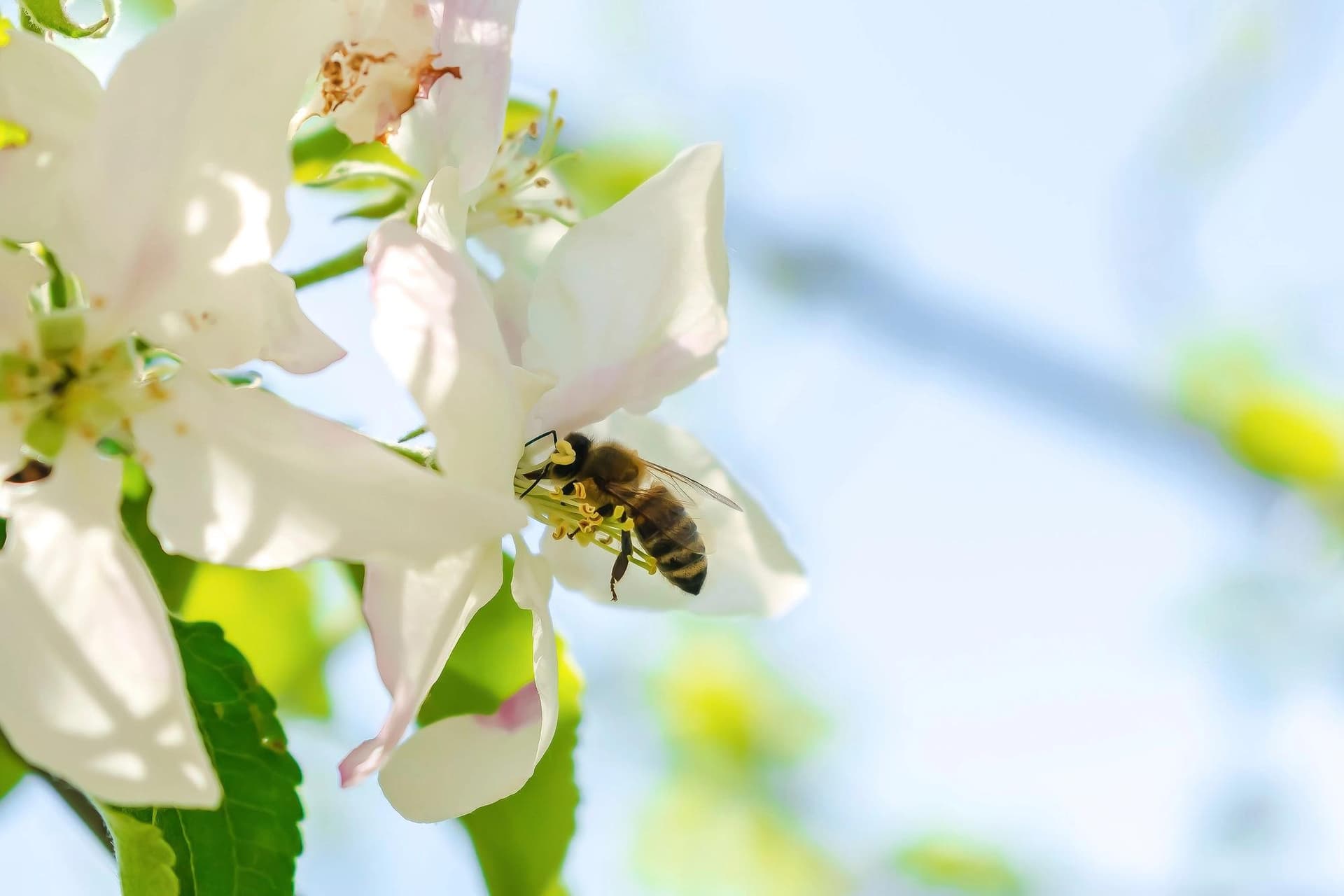 World Bee Day 2025: Our Ongoing Journey with Pollinators