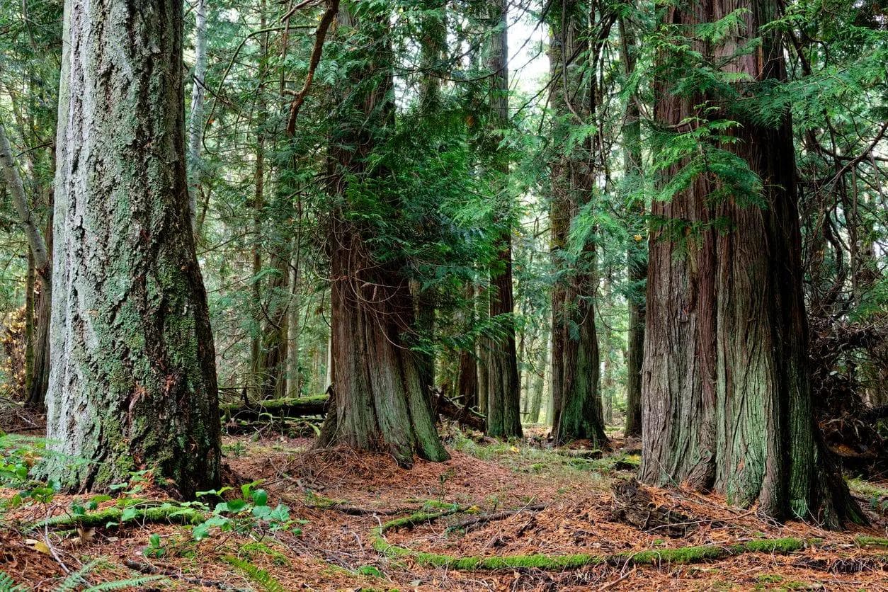 Shaping Sustainable Communities: Honouring Indigenous Culture in Environmental Responsibility