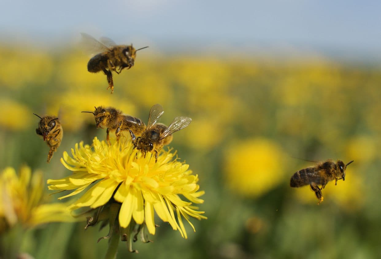 Pollinator Week Video Celebrating Pollinator Week 2026 | Pinchin